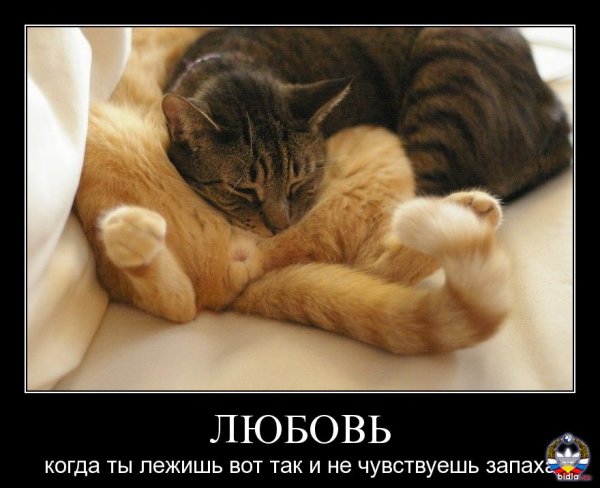 Любовные приколы в картинках