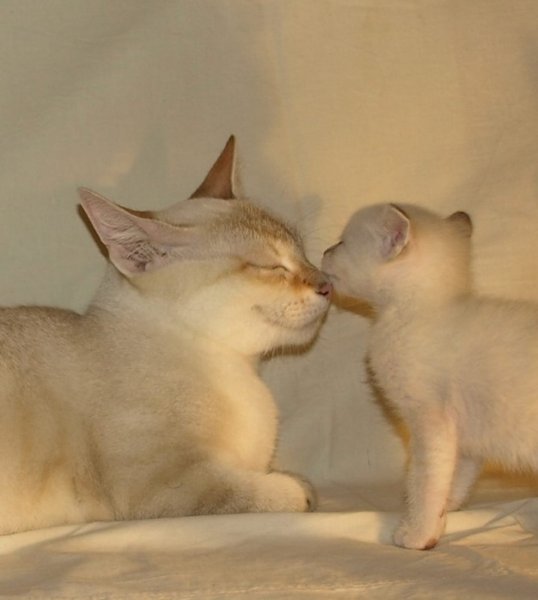 Мамы с котиками надписями