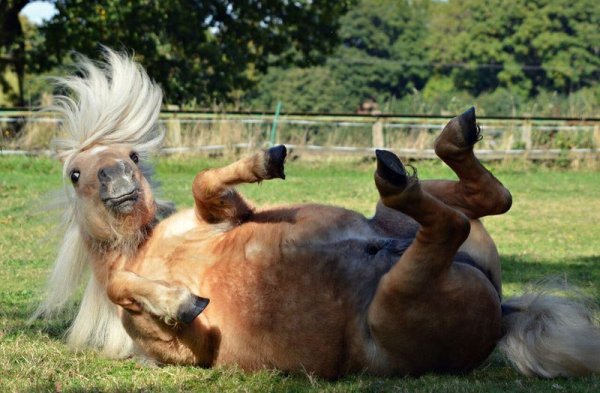 Comedy Wildlife Photography 2020