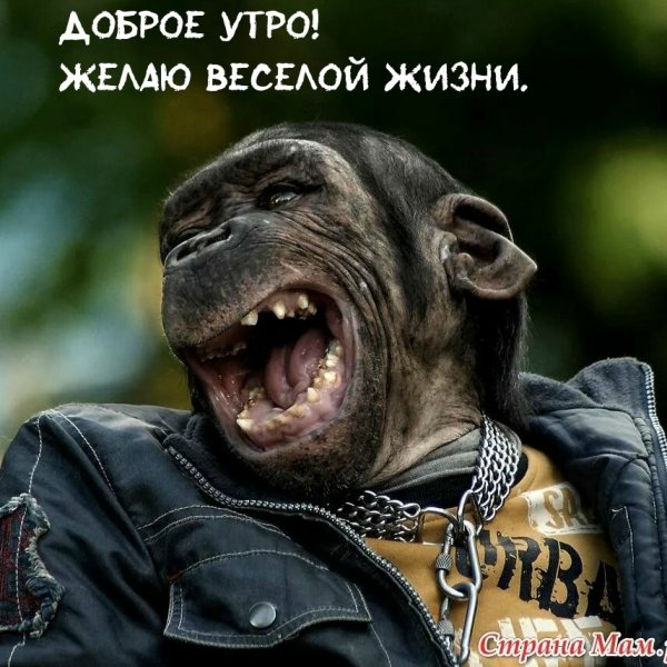 Блатная обезьяна