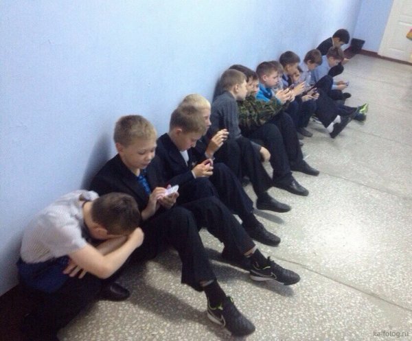 Тюлень прикол