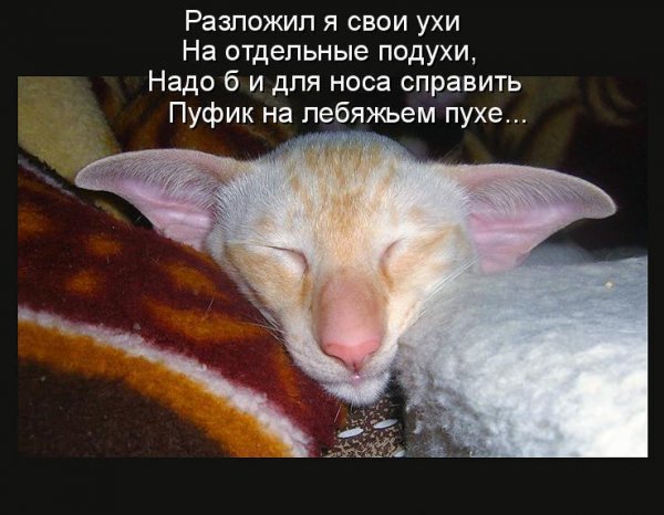 Сонный юмор