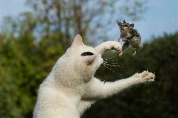 Коты радуются