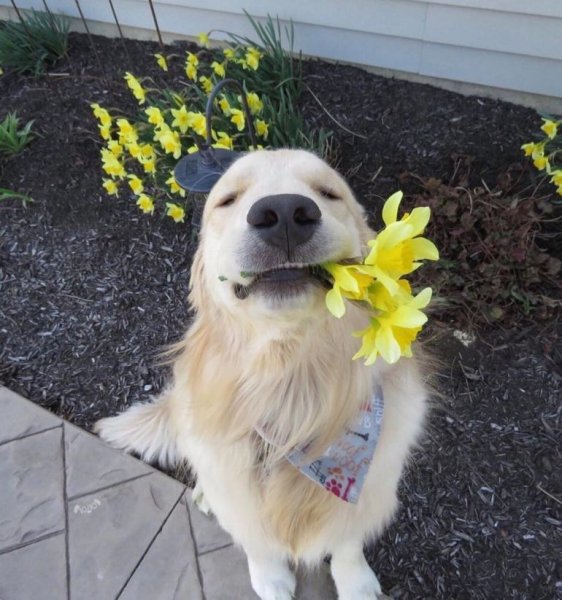 Животные поднимающие настроение