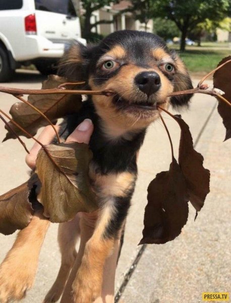 Веселые картинки поднимающие настроение