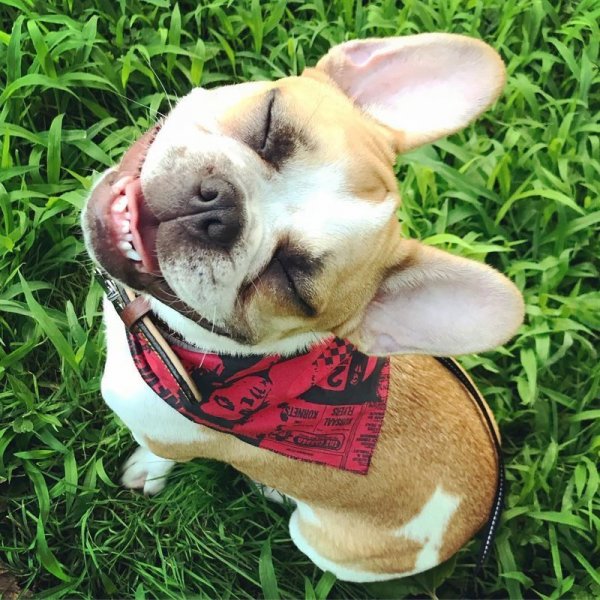 Картинки для поднятия настроения