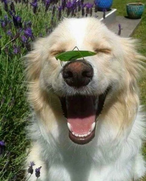 Веселое настроение