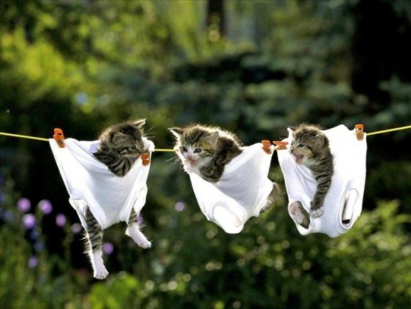 Веселые картинки