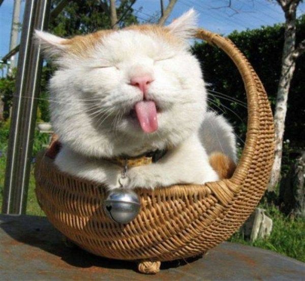 Картинки прикольные для настроения