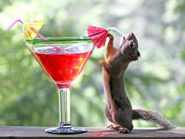 Белка с коктейлем