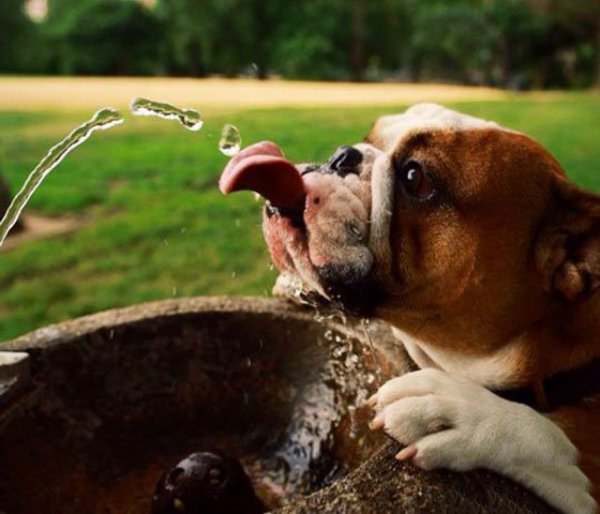 Забавные животные для поднятия настроения