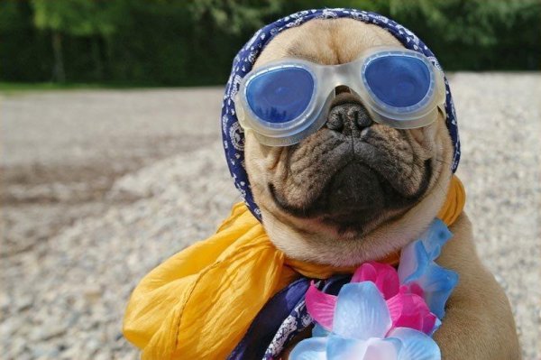 Картинки с приколами для поднятия настроения