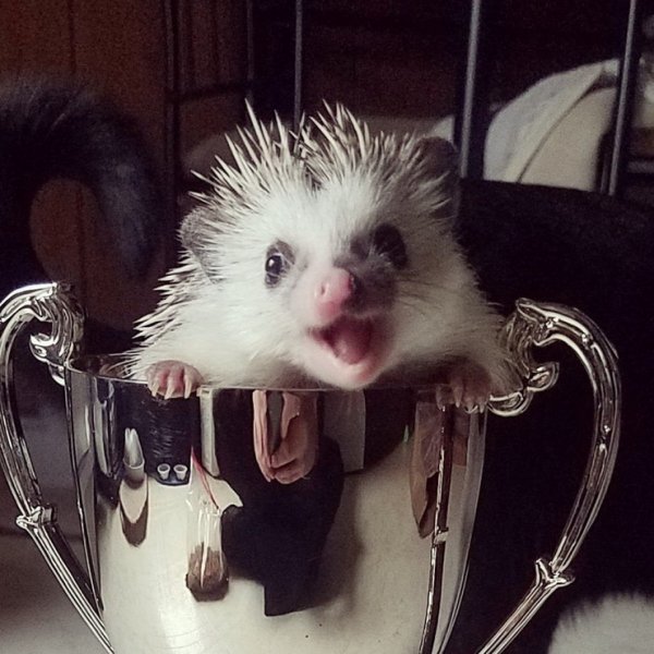 Позитивный сайт для поднятия настроения