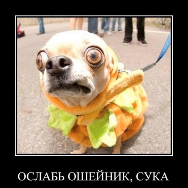 Весёлые открытки с животными для поднятия настроения