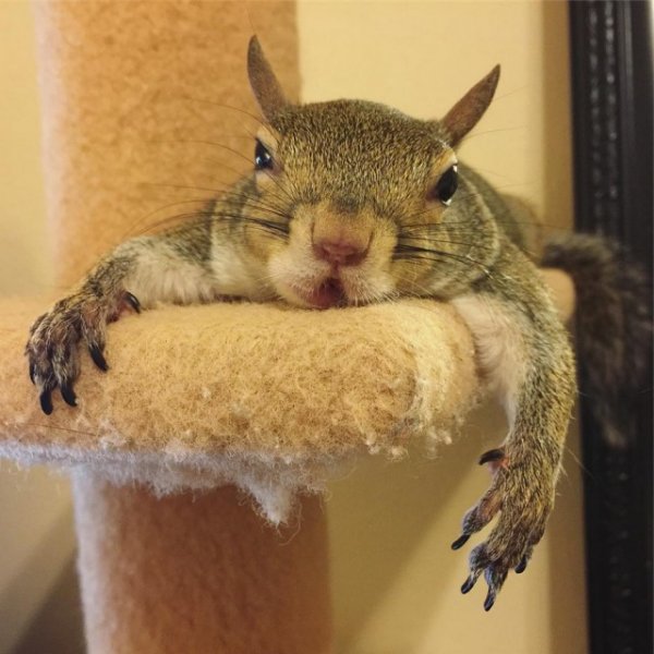 Смешная картинка для поднятия настроения