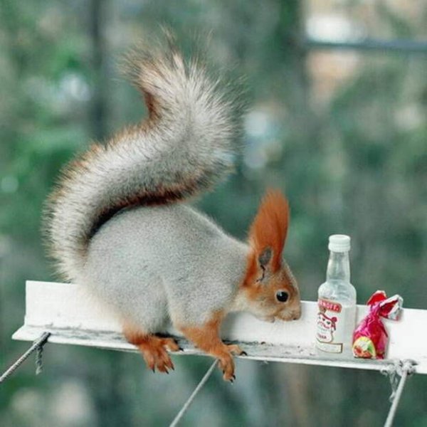 Позитивная белка