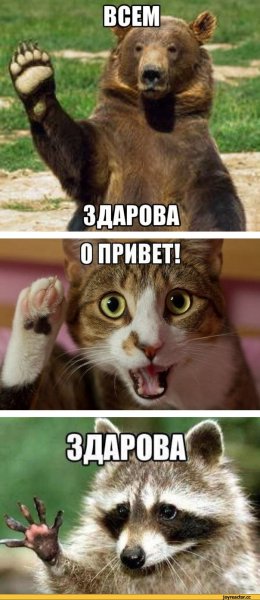 Всем здарова
