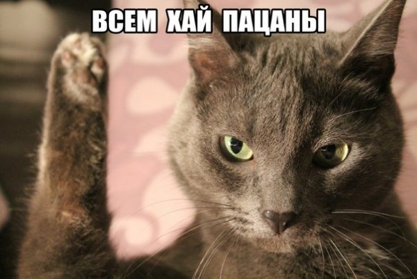 Всем привет