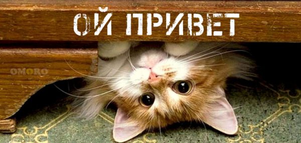 Котик с надписью привет