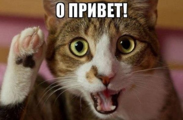 Кот говорит привет