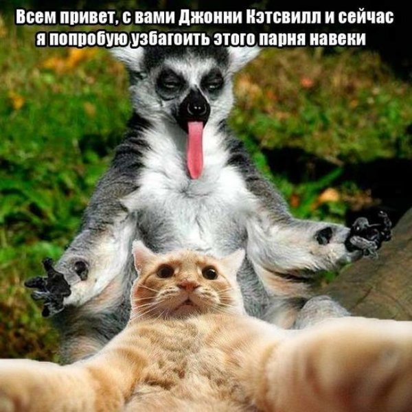 Джонни Кэтсвилл Мем