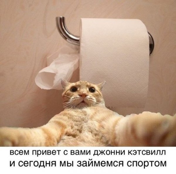 Кот блоггер Джонни Кэтсвилл