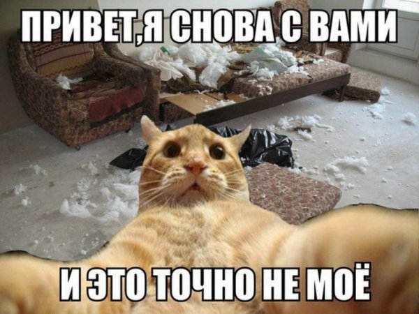 Привет смешной кот