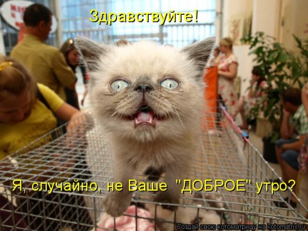 Здрасте фото прикольные