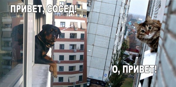 Привет сосед картинки прикольные