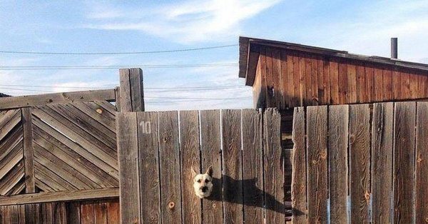 Забор прикол