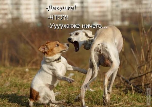 Смешные картинки с надписями