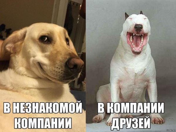 Прикольные картинки приколы