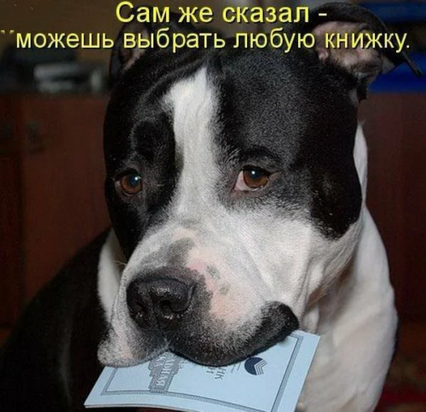 Смешные собаки с надписями