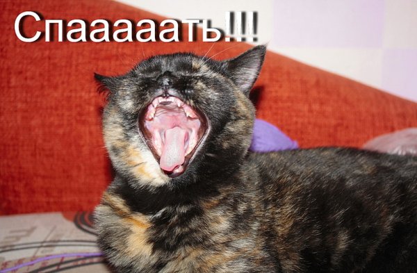Орущий кот