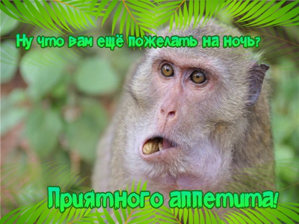 Обезьянка желает спокойной ночи