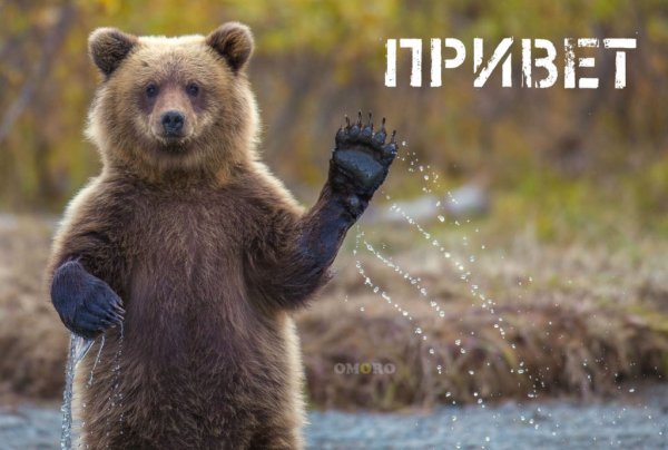 Привет медведь