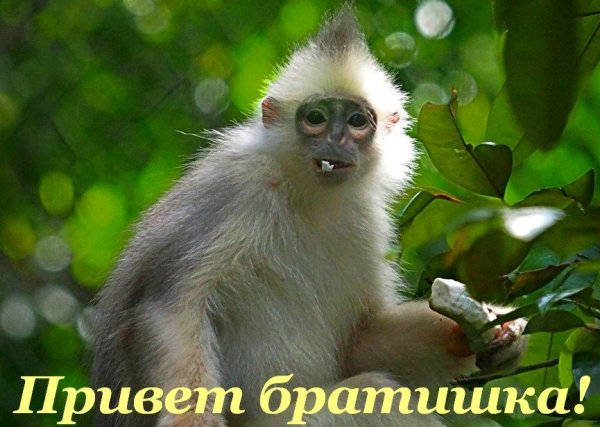 Обезьяна Приветствие