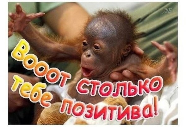 Обезьяны с добрым утром