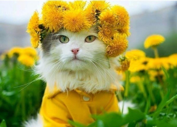 Кот и одуванчик