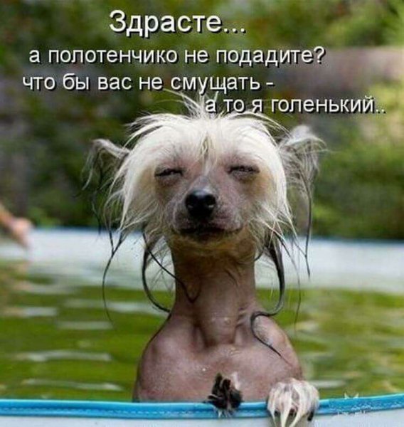 Здрасте картинки прикольные