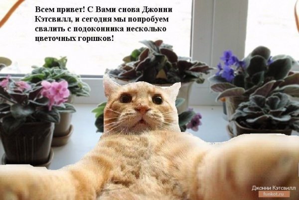 Всем привет кот