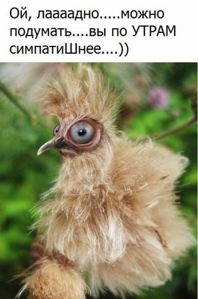 Растрепанная птица