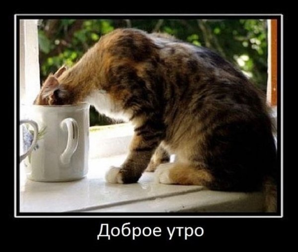 Демотиваторы с добрым утром
