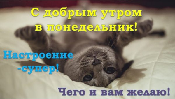 Доброе утро понедельника прикольные смешные