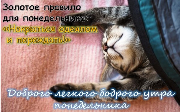 Доброе утро понедельника прикольные смешные