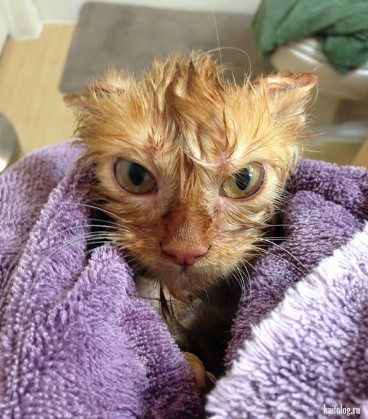Мемные коты