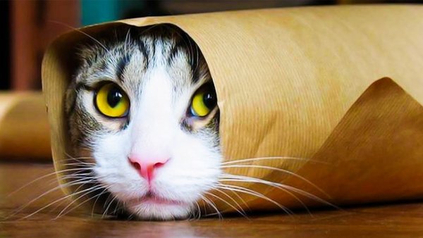 Смешной кот