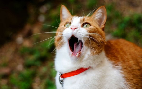 Веселый котик