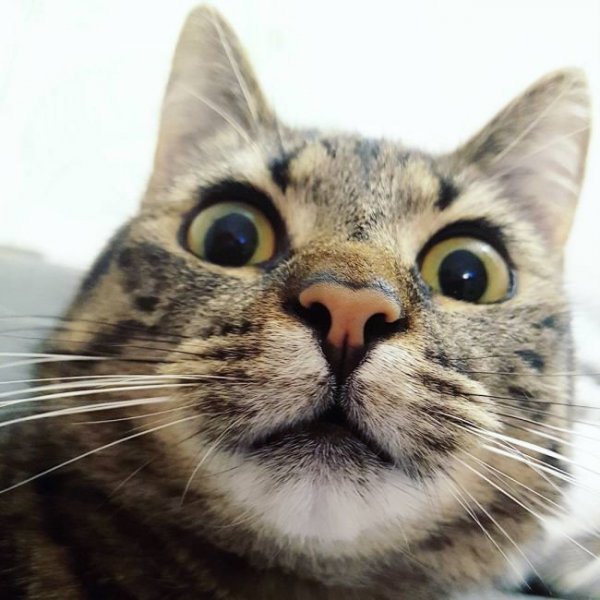 Забавный кот
