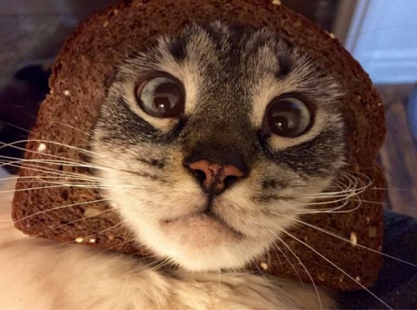Смешной кот